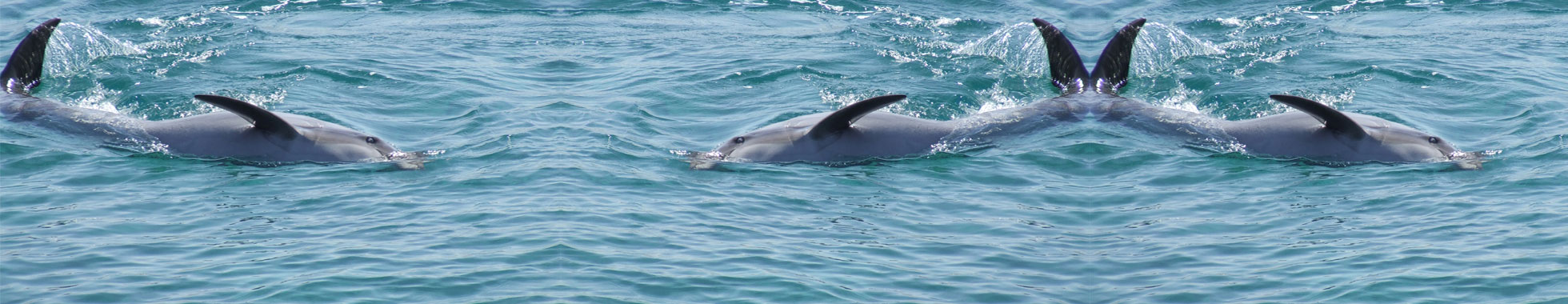Swim With Dolphins - Eilat